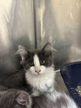 Willy -  Domestic Long Hair Cat Available for Adoption in Marietta, Georgia - Willy | PetCurious