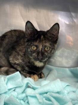 Harley Quinn -  Domestic Short Hair Cat for Adoption in Morristown, New Jersey - Harley Quinn | PetCurious