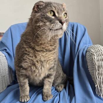 Rescue Domestic Short Hair Cats for Adoption in Eaton Rapids, Michigan - Electric Lime FIV+ 54888 | PetCurious