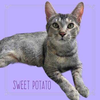 Sweet Potato -  Domestic Short Hair Cat Available for Adoption in Milton, Georgia - Sweet Potato | PetCurious