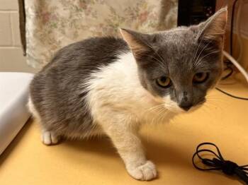 LILLY -  Domestic Short Hair Cat for Adoption in Colorado Springs, Colorado - LILLY | PetCurious