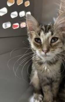 Starlight -  Domestic Medium Hair and Domestic Short Hair Cat for Adoption in Cincinnati, Ohio - Starlight | PetCurious