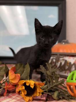 Rescue Domestic Short Hair Cats for Adoption in Visalia, California - Grim | PetCurious