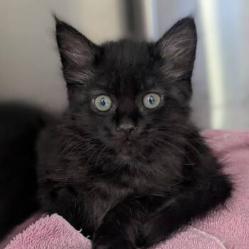 Raven -  Domestic Long Hair Cat for Adoption in Medford, Oregon - Raven | PetCurious
