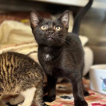 Cinder -  Domestic Short Hair Cat for Adoption in Nashville, Indiana - Cinder | PetCurious