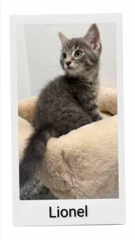 Lionel -  Domestic Short Hair Cat for Adoption in Caistor Centre, Ontario - Lionel | PetCurious