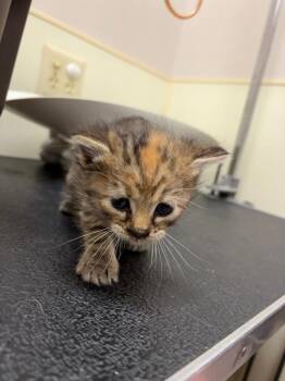Hammer (Orange) -  Domestic Short Hair Cat for Adoption in Great Bend, Kansas - Hammer (Orange) | PetCurious