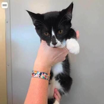 Owen -  Domestic Short Hair Cat for Adoption in Madison, Wisconsin - Owen | PetCurious
