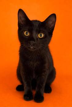 Slate -  Domestic Short Hair Cat for Adoption in Columbia, Tennessee - Slate | PetCurious