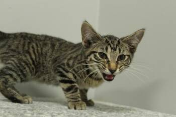 Rescue Domestic Short Hair and American Shorthair Cats for Adoption in Frankfort, Indiana - Cassiopeia | PetCurious