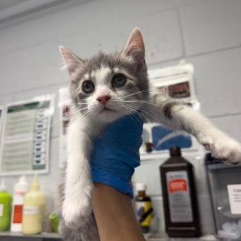Banana -  Domestic Short Hair Cat for Adoption in Summerville, South Carolina - Banana | PetCurious