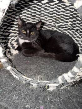 Milo -  Domestic Short Hair Cat for Adoption in Ontario, California - Milo | PetCurious