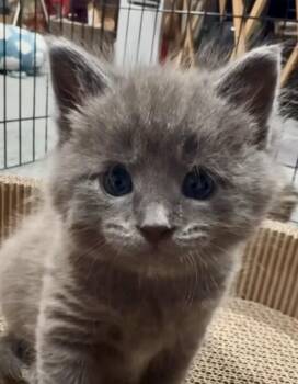 Domestic Short Hair Cats Available for Adoption in Port Washington, Wisconsin - Elijah  | PetCurious
