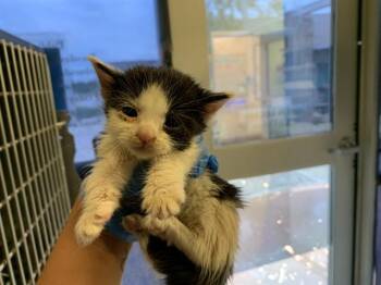 FIRE FLY -  Domestic Short Hair Cat for Adoption in Grand Prairie, Texas - FIRE FLY | PetCurious