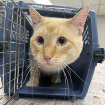 Rescue Siamese and Snowshoe Cats for Adoption in East St. Louis, Illinois - Snow-C | PetCurious