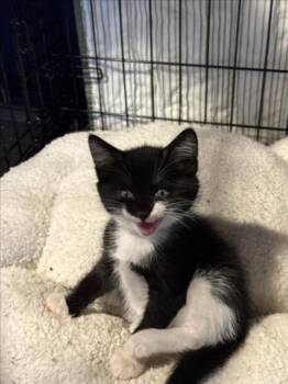 *BOP -  Domestic Short Hair Cat Available for Adoption in Woodland, California - *BOP | PetCurious