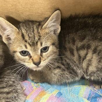 Jerry -  Domestic Short Hair Cat for Adoption in Newark, New Jersey - Jerry | PetCurious