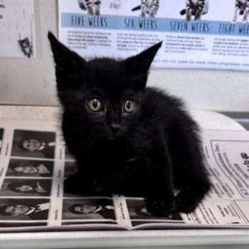 CRUZ -  Domestic Short Hair Cat for Adoption in San Antonio, Texas - CRUZ | PetCurious