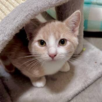 Rescue Domestic Short Hair Cats for Adoption in Sonora, California - Turin | PetCurious