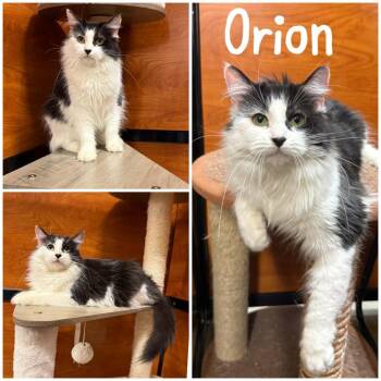 Orion -  Domestic Long Hair Cat Available for Adoption in Hemet, California - Orion | PetCurious
