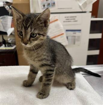 SOBA -  Domestic Short Hair Cat for Adoption in Aliquippa, Pennsylvania - SOBA | PetCurious
