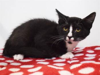 MAGGIE -  Domestic Short Hair Cat for Adoption in Sacramento, California - MAGGIE | PetCurious