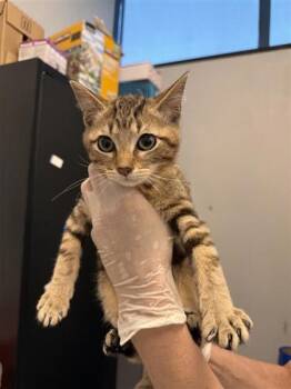 Domestic Short Hair Cats Available for Adoption in West Chester, Pennsylvania - Valerie | PetCurious