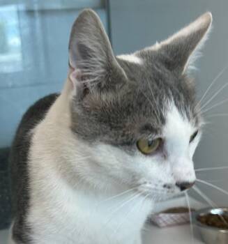 Nick -  Domestic Short Hair Cat for Adoption in Golden, Colorado - Nick | PetCurious