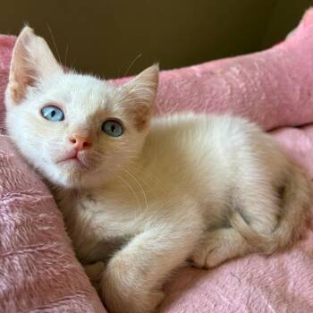 Grape -  Siamese and Domestic Short Hair Cat for Adoption in Cumming, Georgia - Grape | PetCurious