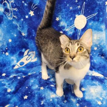 Girlfriend -  Domestic Short Hair Cat for Adoption in Laredo, Texas - Girlfriend | PetCurious