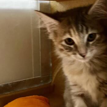 Poult 54652 -  Domestic Medium Hair Cat for Adoption in Las Vegas, Nevada - Poult 54652 | PetCurious