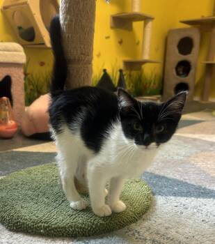 Rescue Domestic Short Hair Cats for Adoption in Whittier, California - Batman | PetCurious