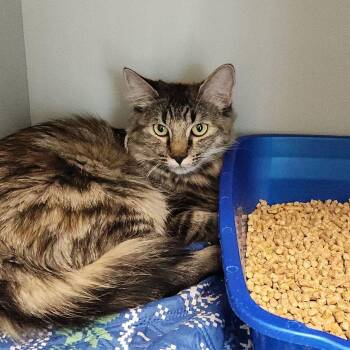 Parkie/purrssephose -  Domestic Long Hair Cat for Adoption in Kingman, Arizona - Parkie/purrssephose | PetCurious