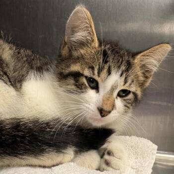 Mork -  Domestic Short Hair Cat for Adoption in East Hanover, New Jersey - Mork | PetCurious