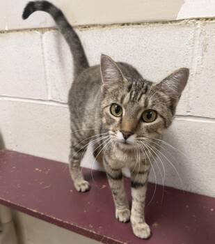 Nutmeg -  Domestic Short Hair Cat for Adoption in Logan, Ohio - Nutmeg | PetCurious