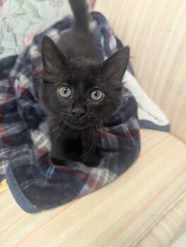 Rescue Domestic Medium Hair Cats for Adoption in Hartsville, South Carolina - Remi | PetCurious