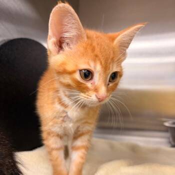 Plumeria -  Domestic Short Hair Cat for Adoption in Bristol, Indiana - Plumeria | PetCurious