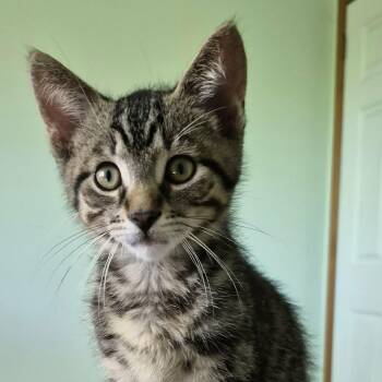 BONOH -  Tabby Cat Available for Adoption in Delhi, Ontario - BONOH | PetCurious