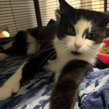 Domestic Short Hair Cats Available for Adoption - Primrose | PetCurious