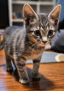 Earl Grey -  Domestic Short Hair Cat for Adoption in El Dorado, Arkansas - Earl Grey | PetCurious