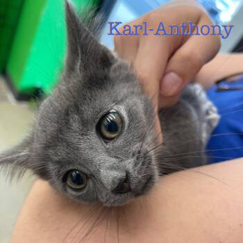 Karl-Anthony -  Domestic Short Hair Cat for Adoption in Hazlet, New Jersey - Karl-Anthony | PetCurious