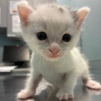 Domestic Short Hair Cats Available for Adoption in Greensboro, North Carolina - Pineapple | PetCurious