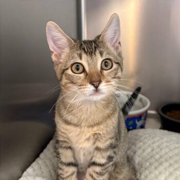 Hope -  Domestic Short Hair Cat for Adoption in Fort Lauderdale, Florida - Hope | PetCurious