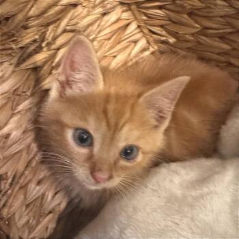 Erroc -  Domestic Short Hair Cat for Adoption in Fredericksburg, Virginia - Erroc | PetCurious