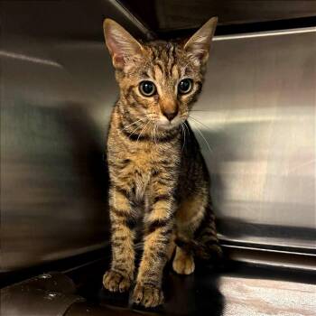 Natasha -  Domestic Short Hair Cat for Adoption in New York, New York - Natasha | PetCurious