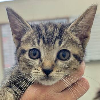 Jumping Bean -  Domestic Short Hair Cat for Adoption in Auburn, Alabama - Jumping Bean | PetCurious