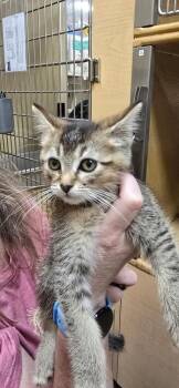Truffle -  Domestic Short Hair Cat for Adoption in Virginia Beach, Virginia - Truffle | PetCurious