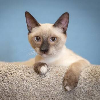 Siamese and Snowshoe Cats Available for Adoption in Scottsdale, Arizona - Si | PetCurious