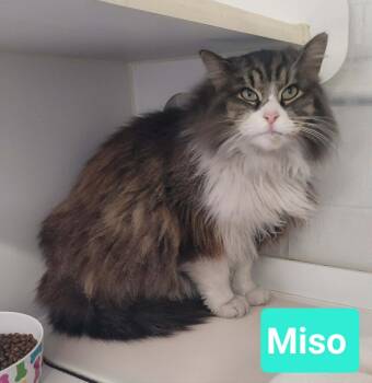 Domestic Long Hair Cats Available for Adoption - Miso | PetCurious