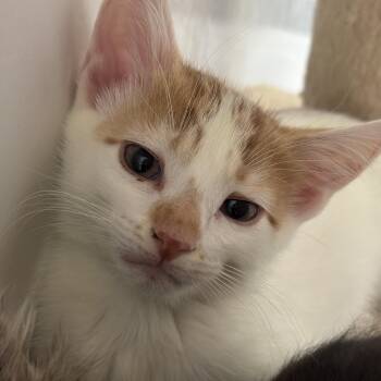 Rescue Domestic Short Hair Cats for Adoption in Richland Center, Wisconsin - Grant | PetCurious